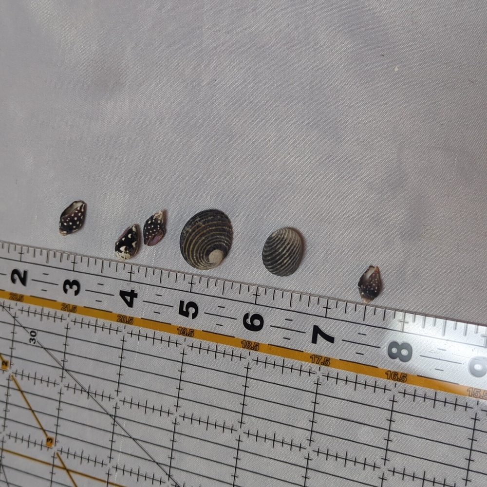 Sea Shell Lot 1/4" To 3.5" Beach House Decor Arts Crafts Jewlery 2 Pounds - Picture 6 of 6